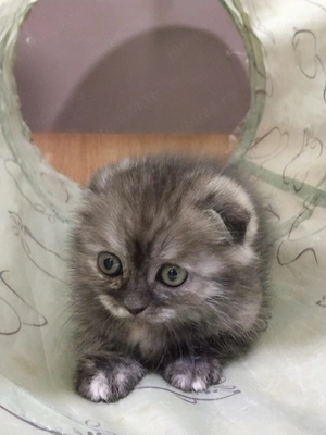 Doua pisicute Scottish fold si straight  - imagine 5