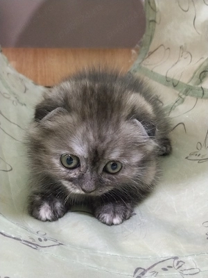 Doua pisicute Scottish fold si straight  - imagine 2