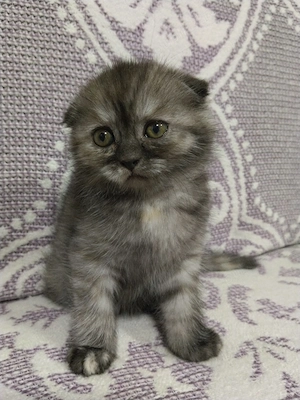Doua pisicute Scottish fold si straight  - imagine 3