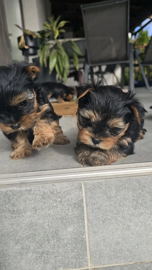 Yorkshire terrier 