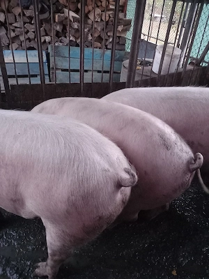 porci de vânzare 