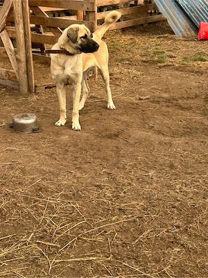 Vând cățelusa kangal 