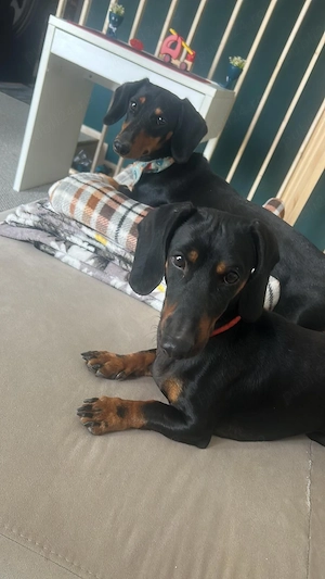 Vând Teckel (Dachshund) rasa pură   Hugo, 1 an și 7 luni