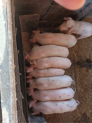Purcei de vanzare