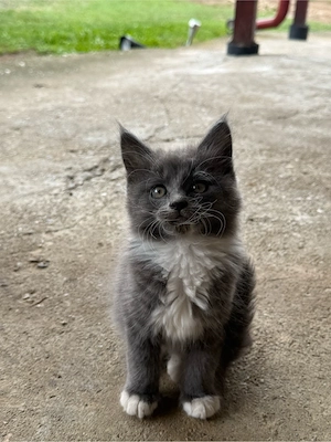 Puiuti de maine-coon - imagine 2