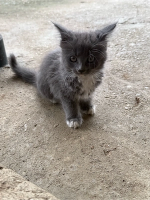 Puiuti de maine-coon - imagine 4