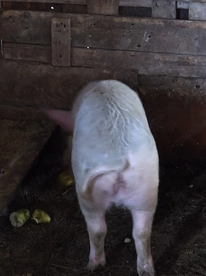 porc.      