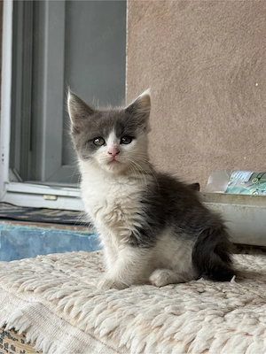 Puiuti de maine-coon