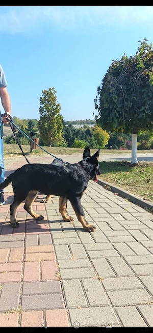 Femela Ciobanesc german -4 luni