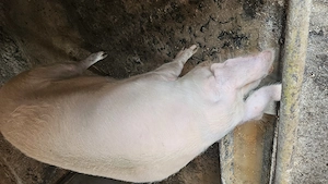 Porc de vanzare de aproximativ 300kg