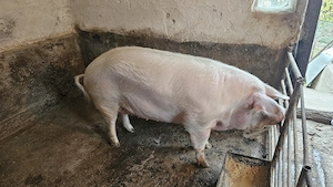 Vand porc mare(aproximativ 300kg)
