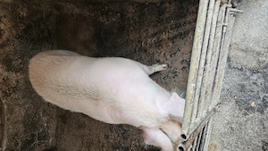Porc de vanzare de aproximativ 300kg - imagine 2