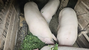 Porci de vanzare in vârstă de 1 an - imagine 2