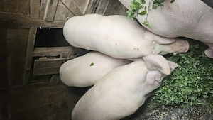 Porci vânzare, au varsta de 1 an - imagine 3