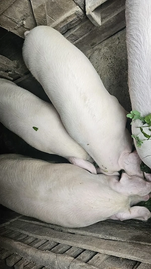 Porci vânzare, au varsta de 1 an