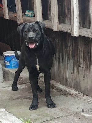Mascul Cane Corso 9 luni 