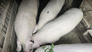 Porci de vanzare in vârstă de 1 an - imagine 5