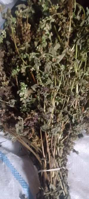 Busuioc de grădină 