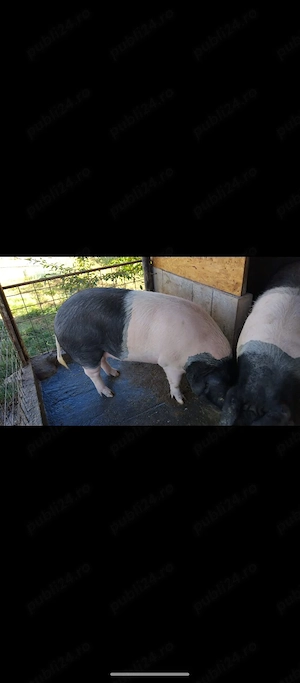 De vanzare 2 purcele rasa Bazna crescute de mine natural pentru detalii la telefon .