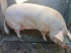 Vand porci 180-200kg 370-400kg - imagine 2