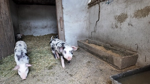 Purcei rasa de carne Pietran cu Marele alb 8 saptamani