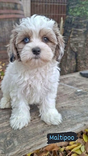 De vânzare căței Maltipoo  - imagine 4