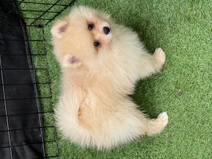 Spitz-pomeranian - imagine 2