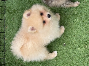 Spitz-pomeranian - imagine 3