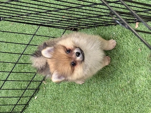 Băiat Spitz -pomeranian - imagine 3