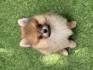 Băiat Spitz -pomeranian