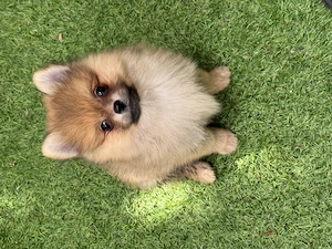 Băiat Spitz -pomeranian - imagine 2