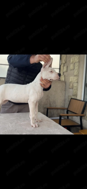 Dogo Argentino  Dog Argentinian