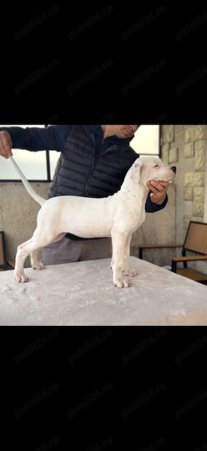 Dogo Argentino  Dog Argentinian - imagine 2