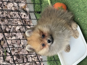 Băiat spitz-pomeranian