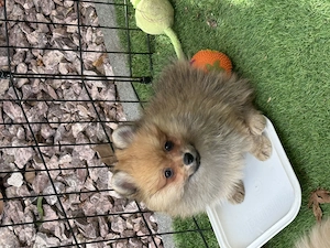 Băiat spitz-pomeranian - imagine 2