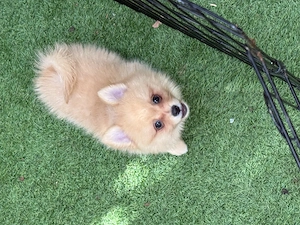Fetița Spitz -Pomeranian  - imagine 4
