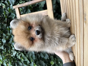 Băiat spitz-pomeranian - imagine 4