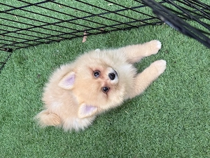 Fetița Spitz -Pomeranian 