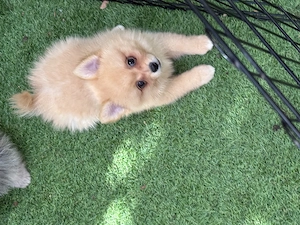 Fetița Spitz -Pomeranian  - imagine 3