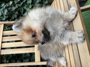 Băiat spitz-pomeranian - imagine 5