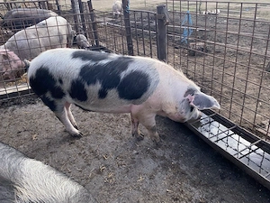 vand porci pentru sacrificat 
