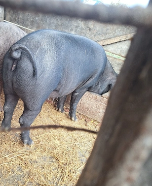 Vand porci de țară  - imagine 5