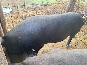 Vand porci de țară  - imagine 3