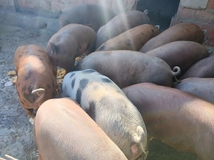 Porci de vanzare