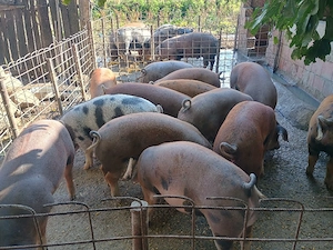 Porci de vanzare - imagine 4