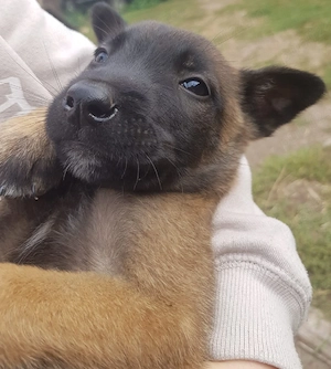 Pui malinois - imagine 5
