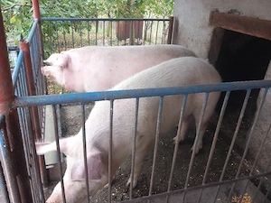 Porci de vânzare - imagine 5
