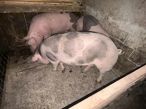 Porci de vânzare  - imagine 3
