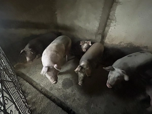Porci de vânzare 