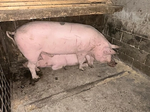 Porci de vânzare  - imagine 2